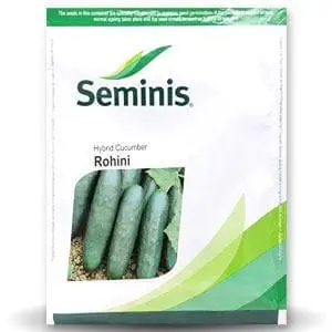 Rohini Cucumber (Cortez Unbl) - रोहिणी 1