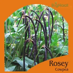 Rosey Cowpea-Bush (Red)(Op) 1