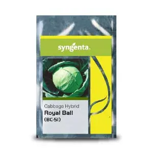 Royal Ball Cabbage (Bc 51) 1