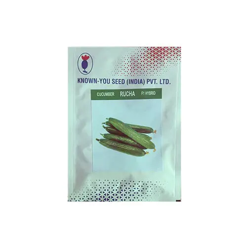 Rucha Cucumber (ऋचा) 1