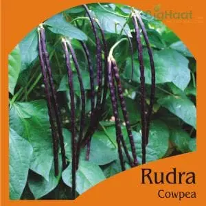 Rudra Cowpea Pole Bean (Red) (Op) 1