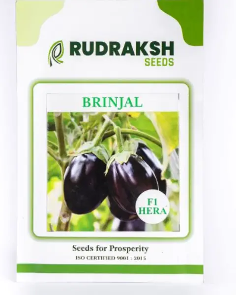 Rudraksh Brinjal F1 Hera 1