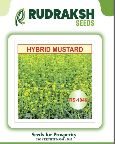 Rudraksh Hybrid Mustard (Rs-1046) 1