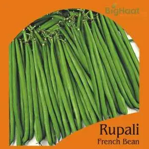 Rupali French Bush Bean (Op) 1
