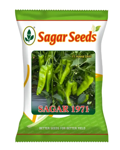 Sagar 1971 F1 Chilli Seeds – High Fruiting, Medium Pungency, 12–14 Cm Long Fruit 1