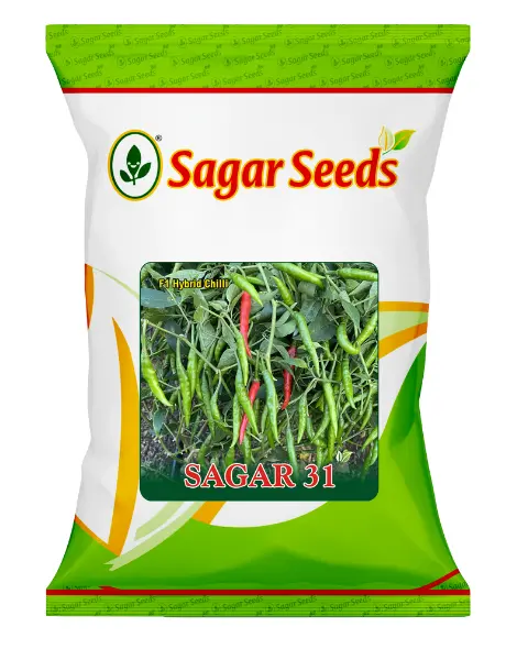Sagar 31 F1 Chilli Seeds – High Yield, Medium Pungency & Long Transport 1