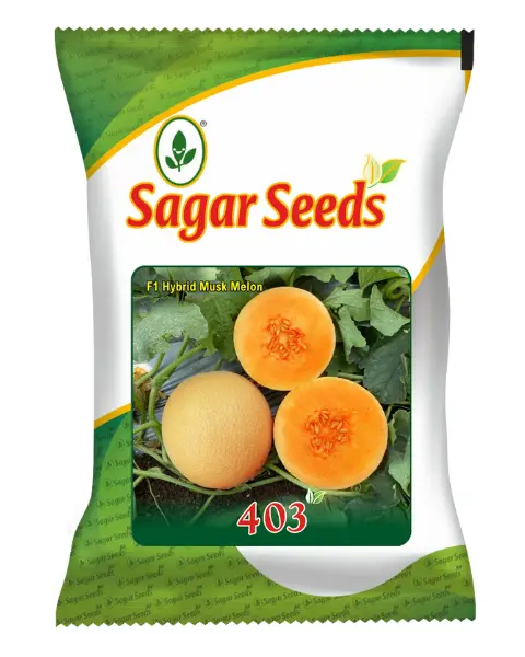Sagar 403 Muskmelon Seeds- Round, Medium Fruit, Smooth Skin, Sweet, Aromatic 1