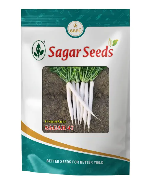 Sagar 47 F1 Radish Seeds 1