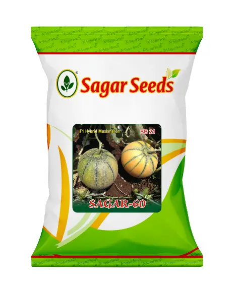 Sagar -60 F1 Muskmelon 1