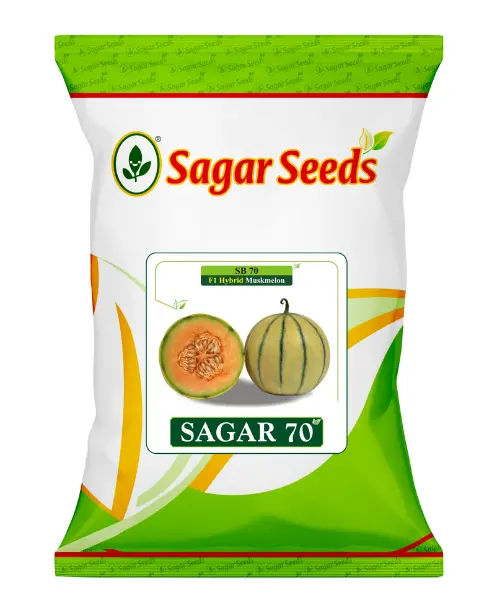 Sagar 70 F1 Muskmelon Seeds- Yellow Skin, Green Stripe, High Yield 1