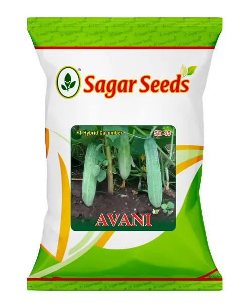 Sagar Avani F1 Cucumber Seeds- Dark Green, Blocky Fruit, 180-200G 1