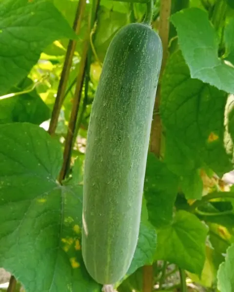 Sagar Avani F1 Cucumber Seeds- Dark Green, Blocky Fruit, 180-200G 2