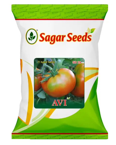 Sagar Avi F1 Tomato 1