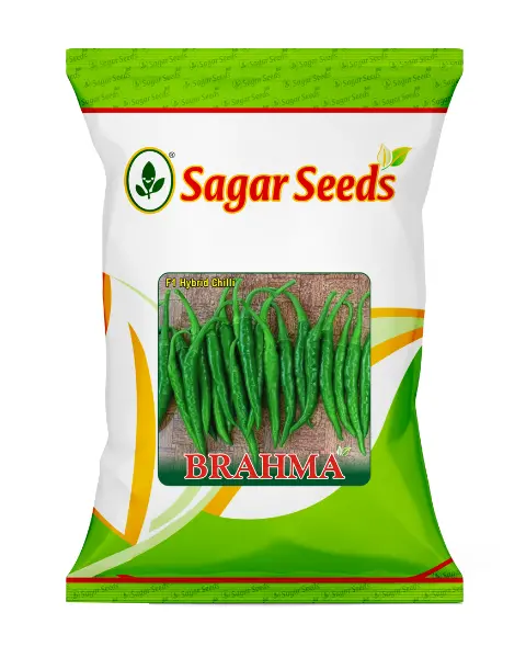 Sagar Brahma F1 Chilli Seeds – Shiny Green Fruits, Medium Pungency & High Fruiting 1