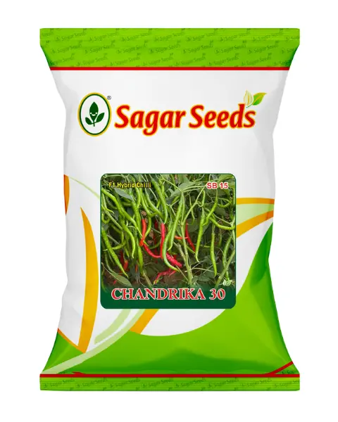 Sagar Chandrika 30 F1 Chilli 1