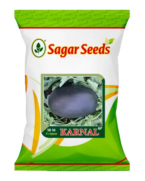 Sagar Karnal F1 Watermelon Seeds- Dark Black Skin, Red Flesh, Oval-Round 1