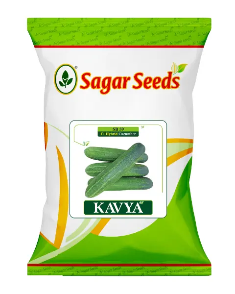 Sagar Kavya F1 Cucumber 1