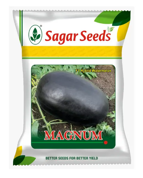 Sagar Magnum F1 Watermelon Seeds- Dark Black Skin, Red Flesh, Oval Shape 1