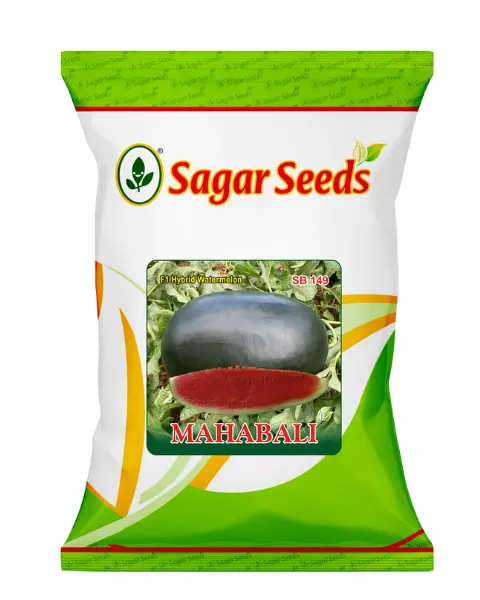 Sagar Mahabali F1 Watermelon 1