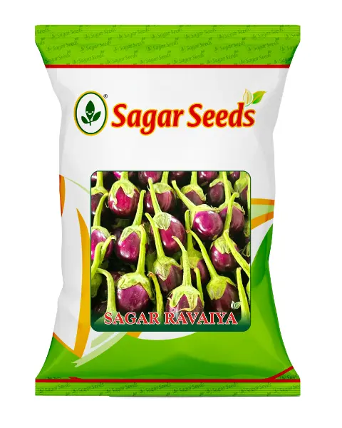 Sagar Ravaiya F1 Brinjal Seeds- Shiny, Dark Violet, Oval, 10-14Cm 1