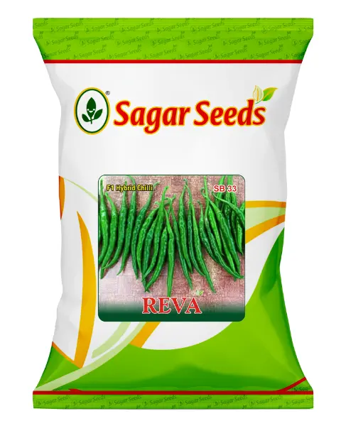 Sagar Reva F1 Chilli Seeds – High Pungency, Early Maturity & High Yield 1