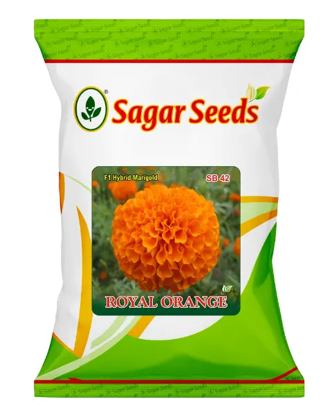 Sagar Royal Orange F1 Marigold 1