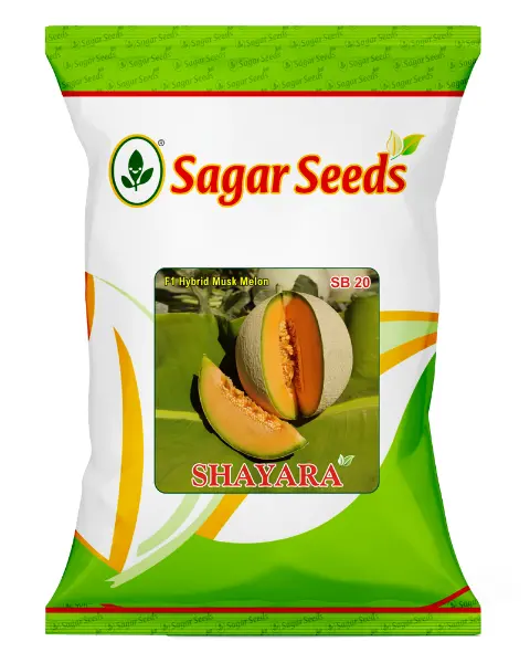 Sagar Shayara F1 Muskmelon Seeds- Creamy Yellow, Netting, Round-Oblong, 65-70 Days 1