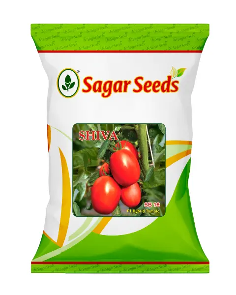 Sagar Shiva F1 Tomato 1