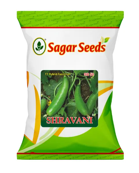 Sagar Shravani F1 Cucumber 1