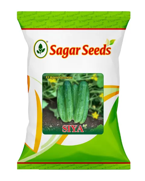 Sagar Siya F1 Hybrid Cucumber Seeds - High Yielding Variety 1