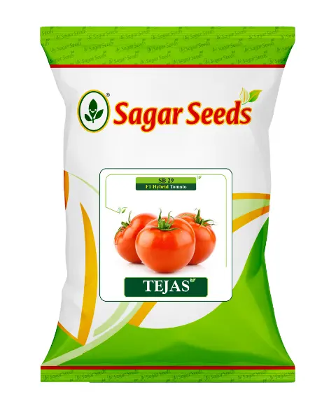 Sagar Tejas F1 Tomato Seeds – High-Yield, Firm & Round Fruits 1