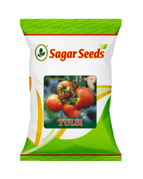 Sagar Tulsi F1 Tomato 1