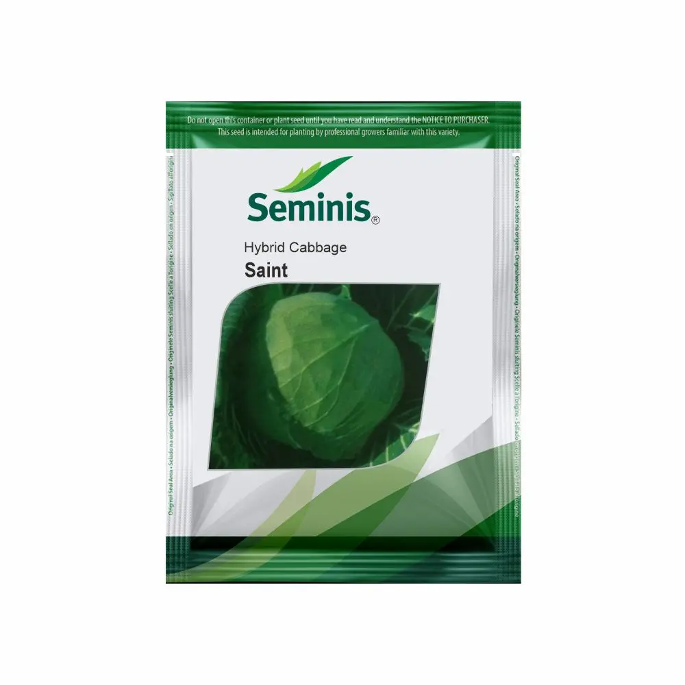 Saint Cabbage Seeds By Seminis - Bluish Green, Compact, Early Maturity 1