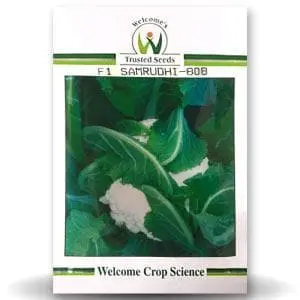 Samrudhi 808 Cauliflower 1