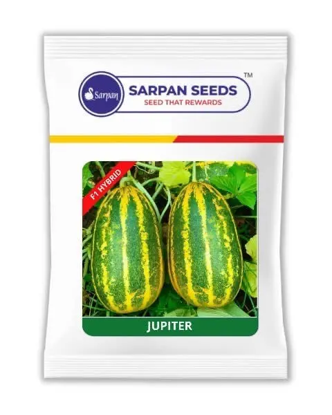 Sarpan Jupiter Sambar Cucumber Seeds | Disease Tolerant 1