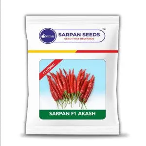 Sarpan Akash Chilli Seeds 1