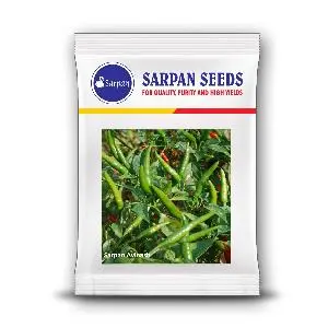 Sarpan Avinash Chilli Seeds - Medium-High Pungency, Glossy Fruit 1