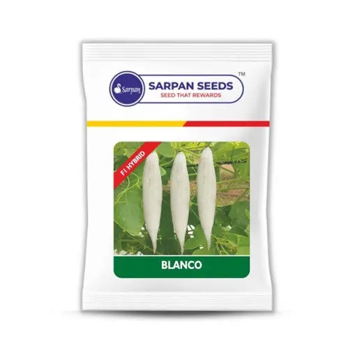 Sarpan Blanco Short Snakegourd 1