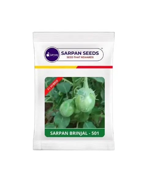 Sarpan Brinjal – 501 (Green Colour - Spiny) 1