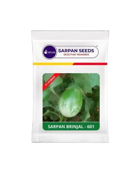 Sarpan Brinjal – 601 (Green Colour) 1