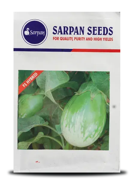 Sarpan Brinjal Kudachi 501 Hybrid Seeds 1