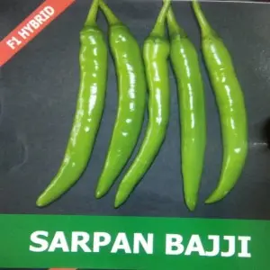 Sarpan Chilli Bajji Seeds 1