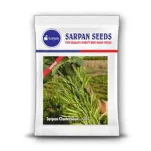 Sarpan 101 Cluster Beans Seeds – Erect Plants With Heavy Yield 1