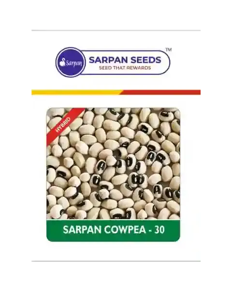 Sarpan Cowpea - 30 1