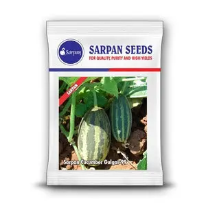 Sarpan Cucumber Gulgai-99 - Small Round Fruit, High Yield 1