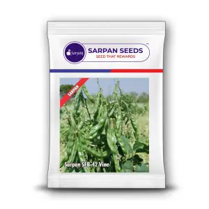 Sarpan Sfb 42 Vine Hybrid Dolichos Bean Seeds – Long Silver-Green Pods 1