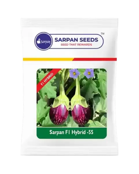 Sarpan F1 Brinjal-55 (Seeds) 1