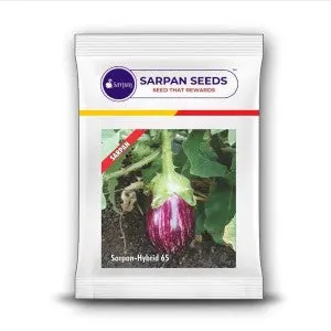 Brinjal-65 Seeds - Compact Tall, Purple- White Striped, High Yield 1