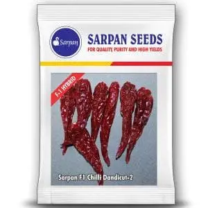 Sarpan Dandicut-2 Chilli Seeds 1