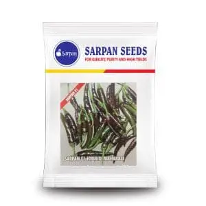 Sarpan Mahakali Chilli Seeds - Spicy, 8-10Cm, Green & Black/Purple Fruits 1